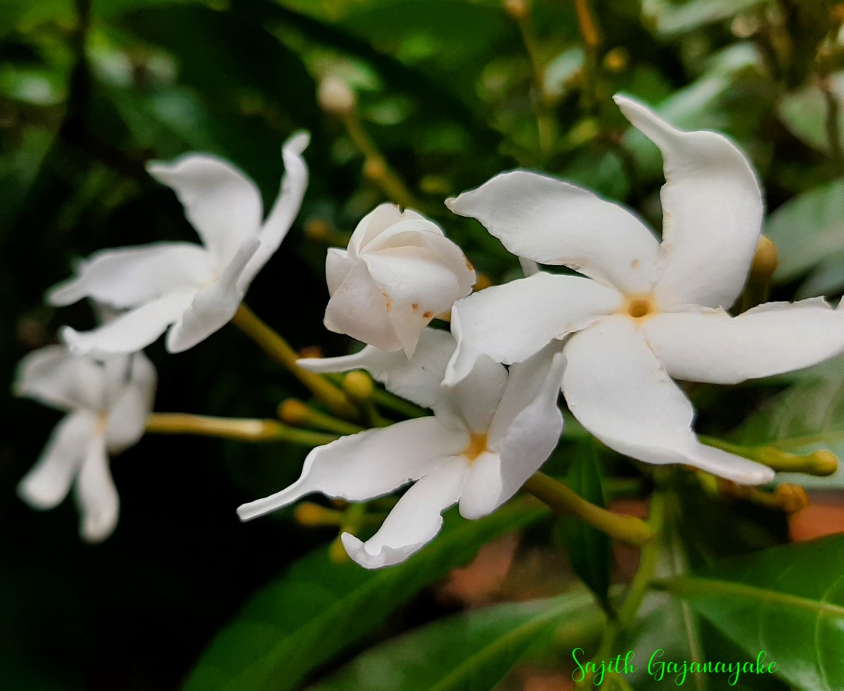 Tabernaemontana divaricata (L.) R.Br. ex Roem. & Schult.